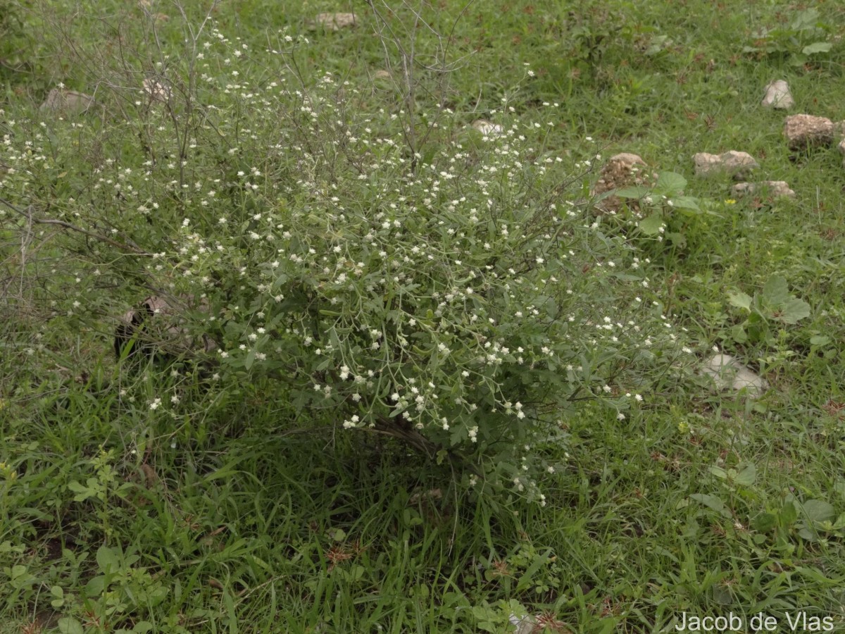 Parthenium hysterophorus L.